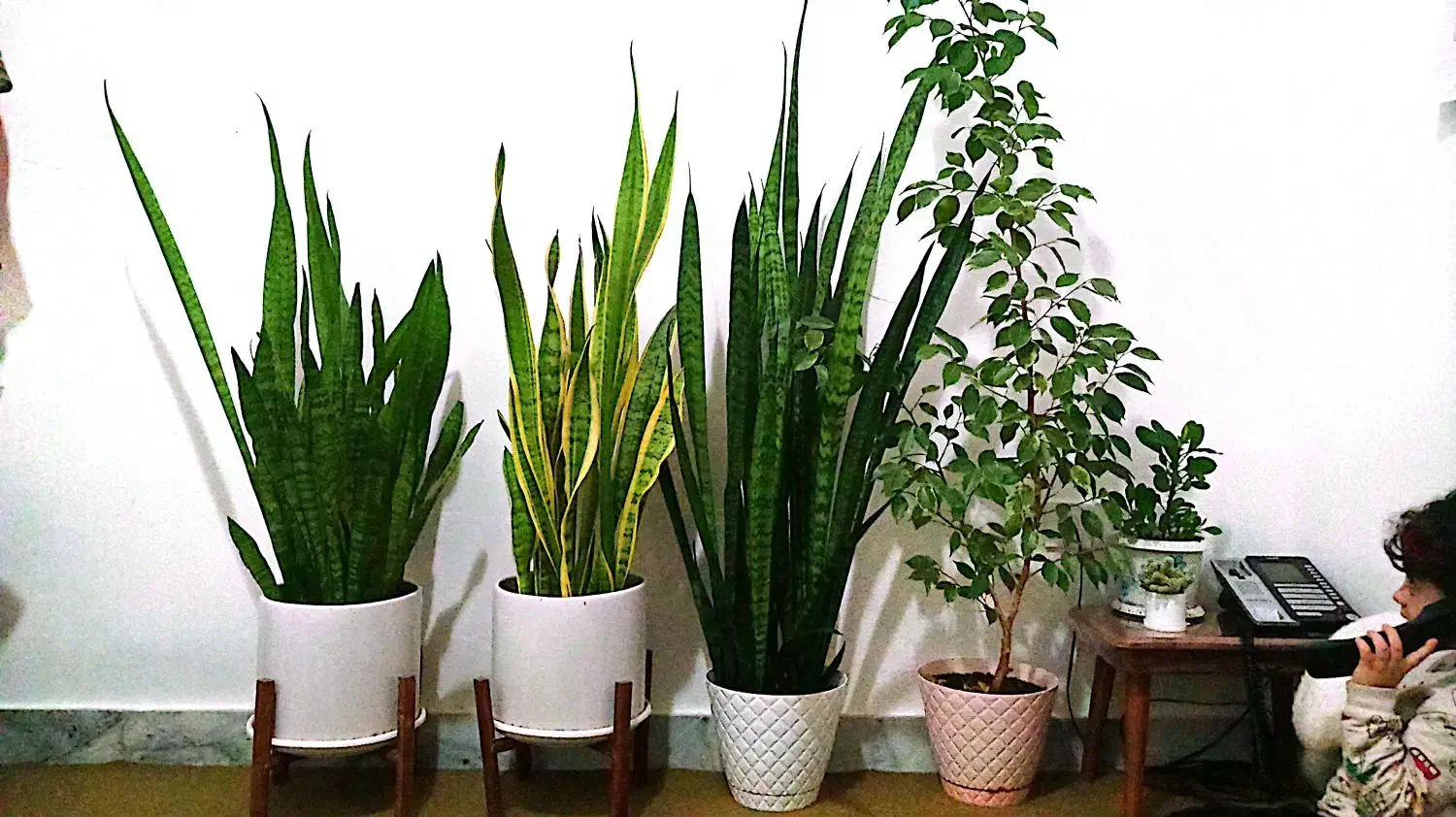 گل و گیاه|گل و گیاه طبیعی|ابهر, |دیوار