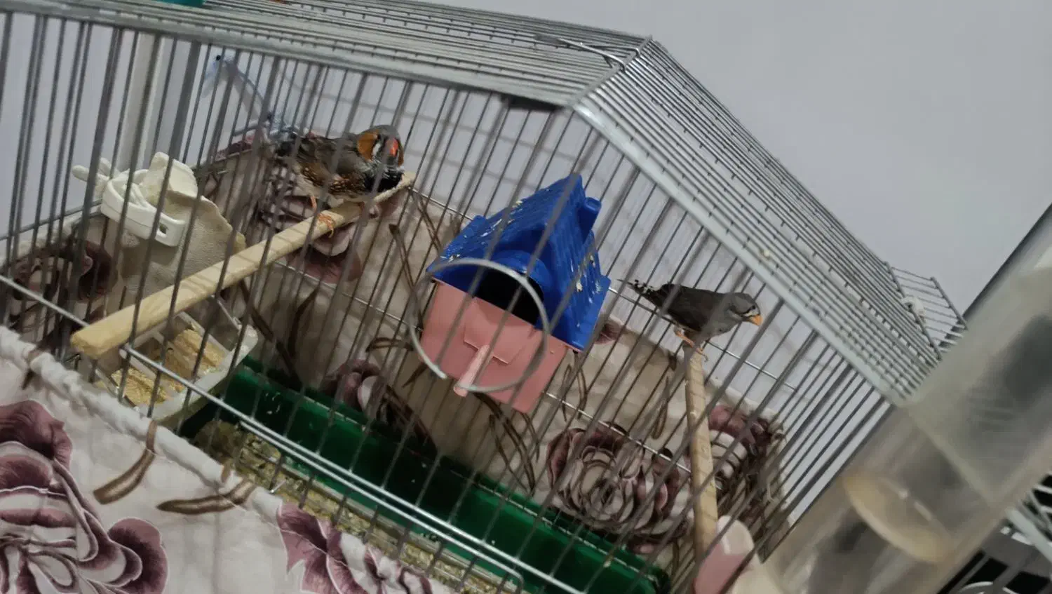 جفت فنچ|پرنده|تبریز, |دیوار