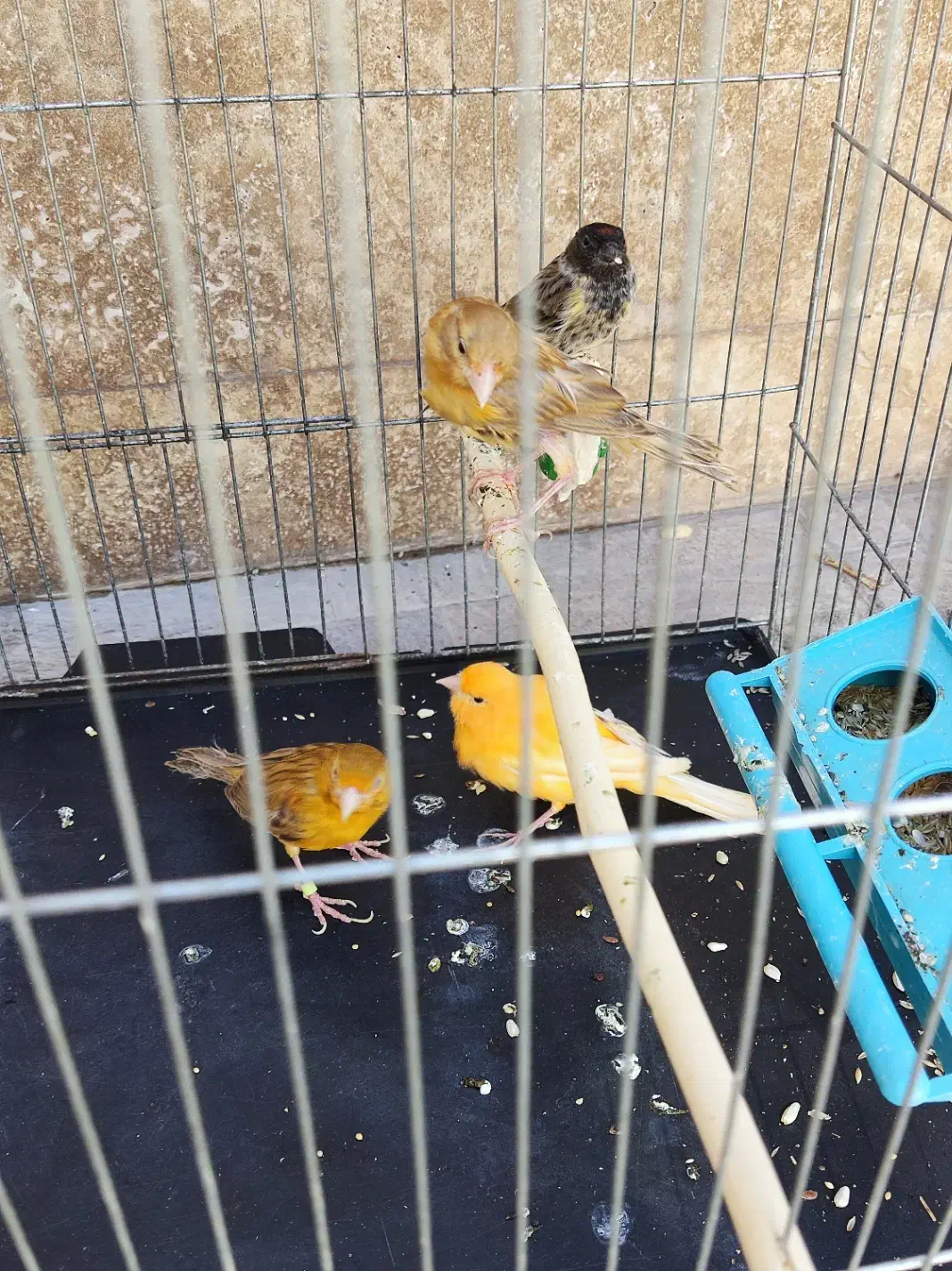 گلبسر|پرنده|سیرجان, |دیوار