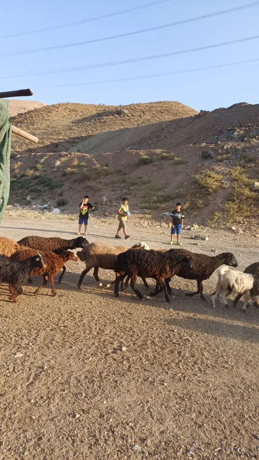 بزغاله|حیوانات مزرعه|لواسان, |دیوار