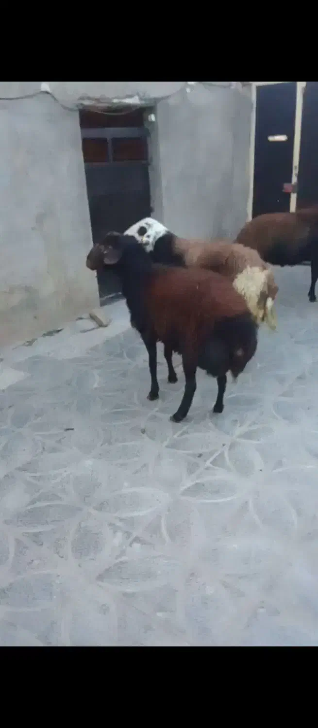 بر قوچ|حیوانات مزرعه|ملایر, |دیوار