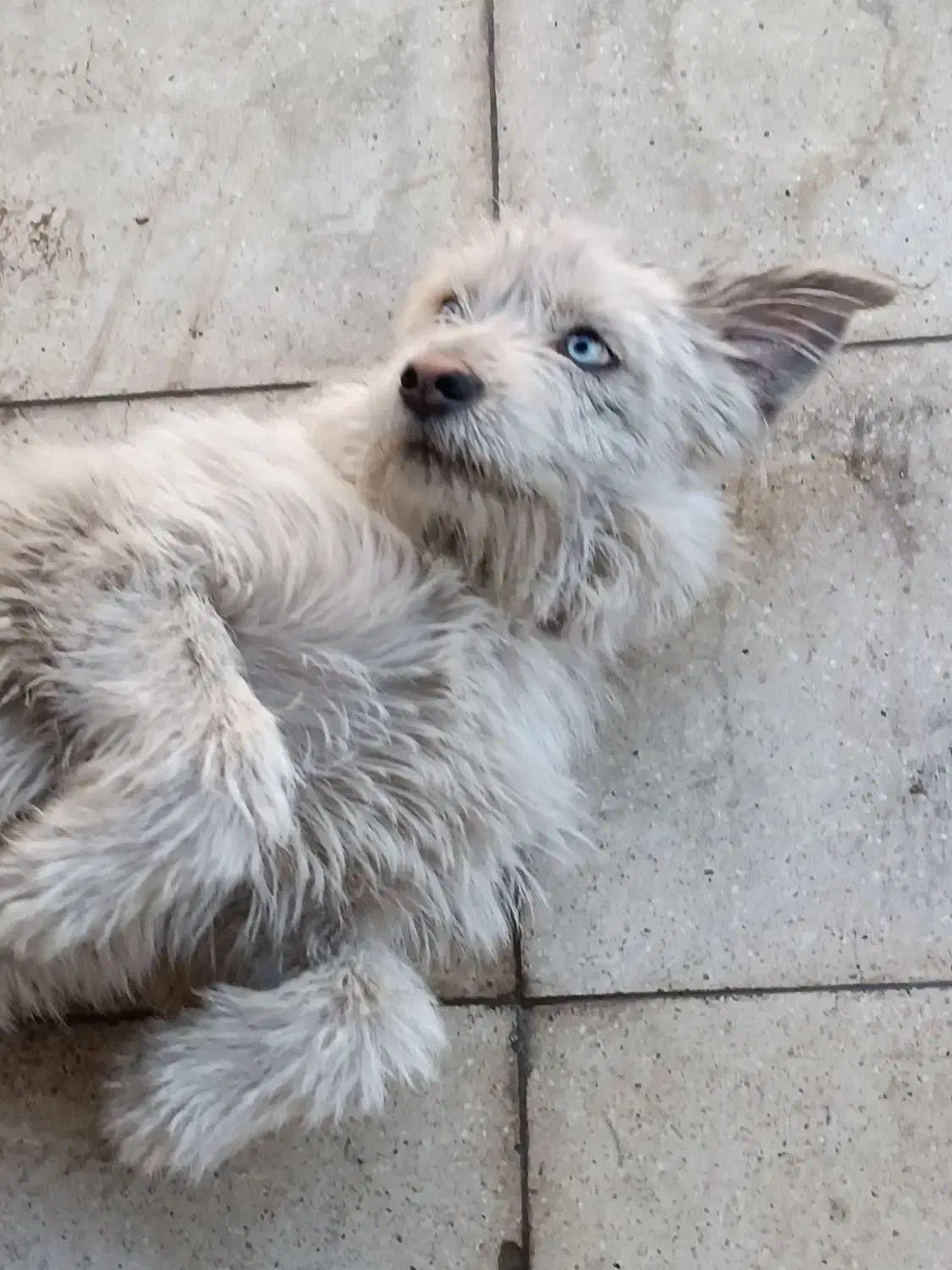 سگ شیتزو|سگ|مشهد, رباط طرق|دیوار