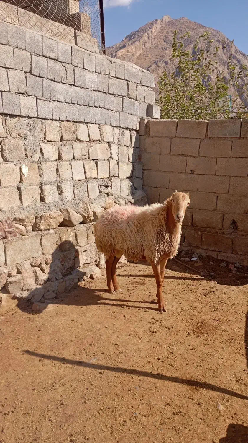 مغان درج یک|حیوانات مزرعه|صحنه, |دیوار