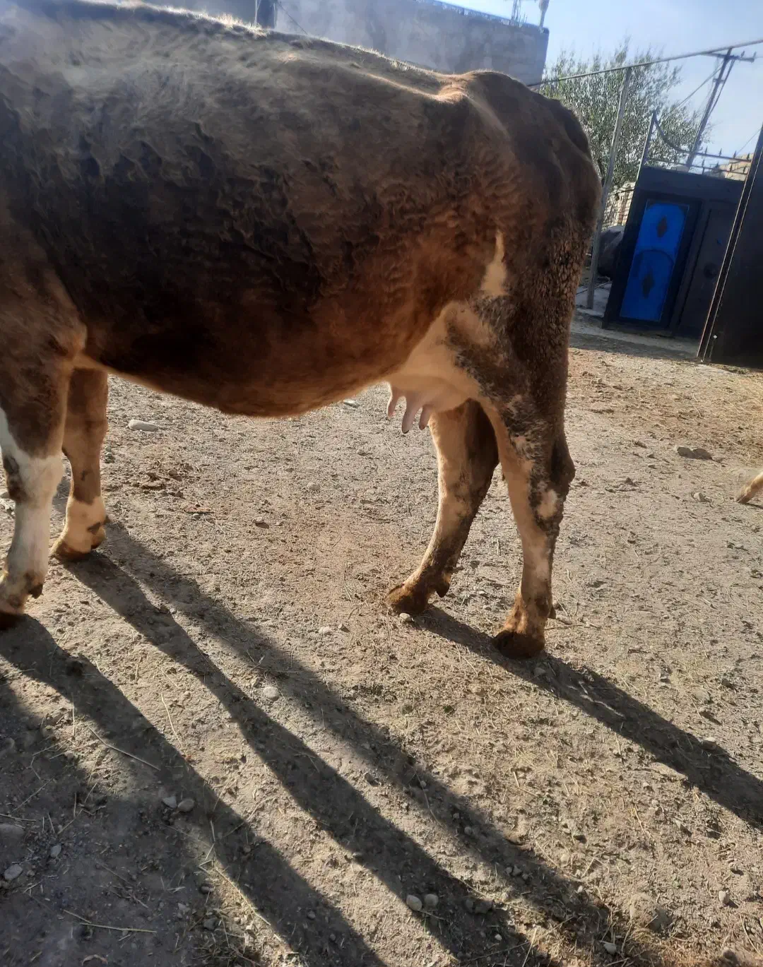 گاو شیری دو دندان|حیوانات مزرعه|هشترود, |دیوار