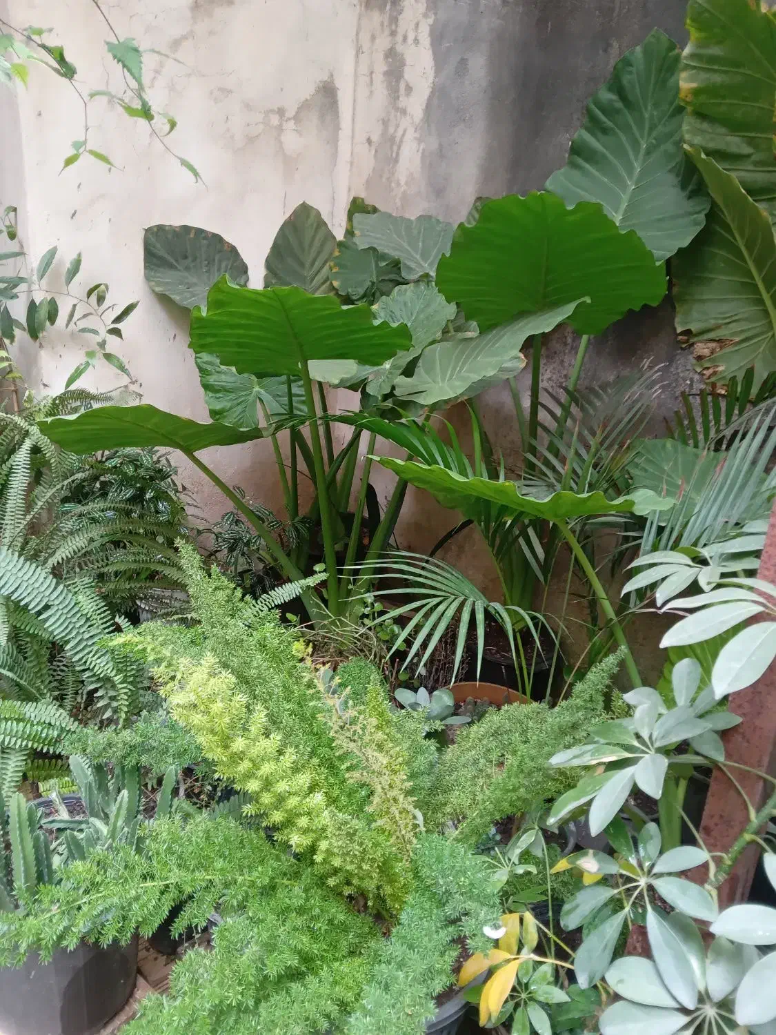 به گلخانه کوچیک ما خوش امدین|گل و گیاه طبیعی|رشت, کوی امام رضا|دیوار