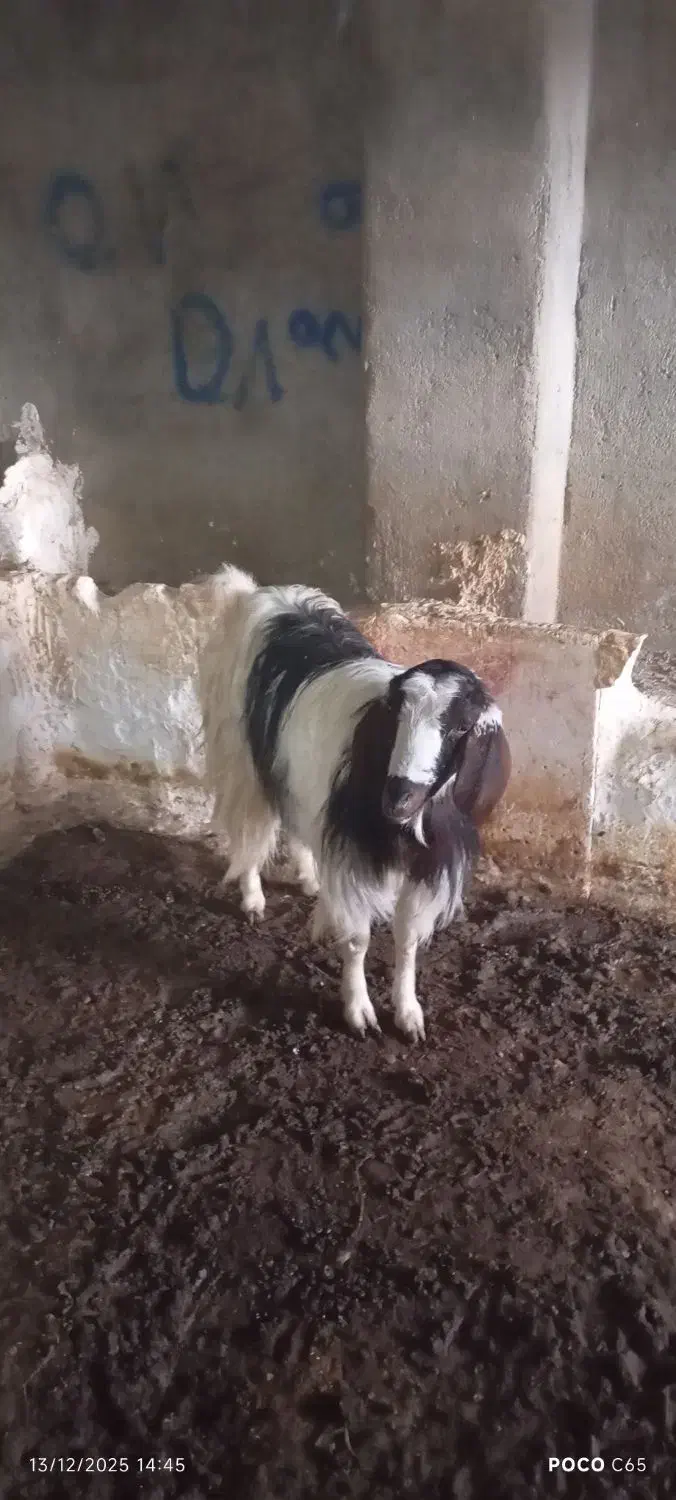 فروشی|حیوانات مزرعه|جلگه رخ, |دیوار