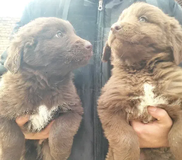 قدرجونی سرخ|سگ|مبارکه, |دیوار