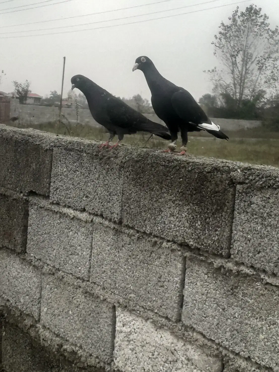 کبوتر|پرنده|کلاچای, |دیوار