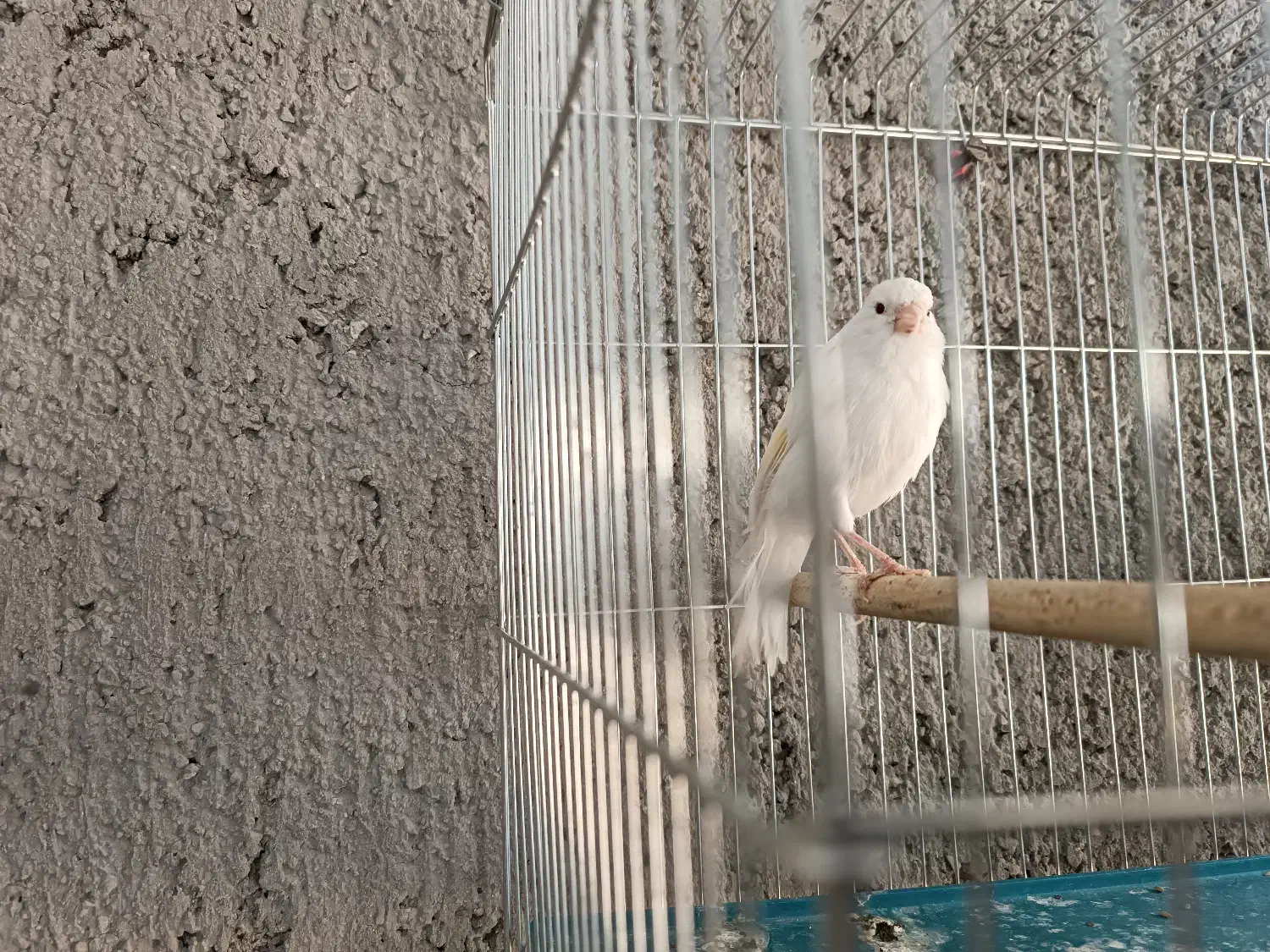 پرنده|پرنده|فسا, |دیوار