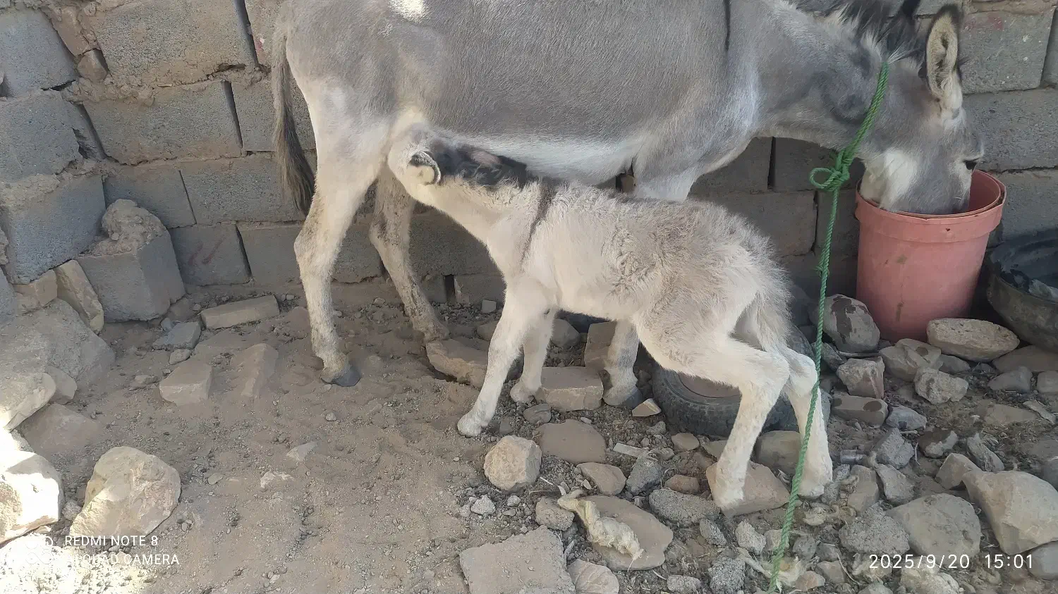 الاغ|حیوانات مزرعه|سده (خراسان جنوبی), |دیوار