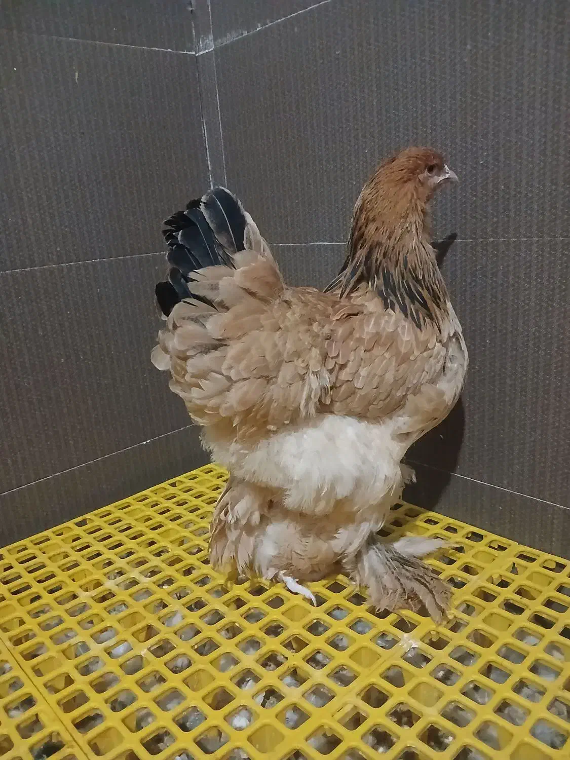 مرغ و خروس برهما تخمگذار اصیل و لاری|حیوانات مزرعه|پیشوا, |دیوار