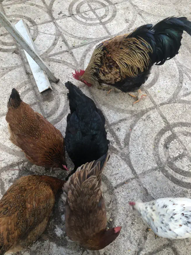 تخم مرغ ارگانیک خانگی و نطفه دار نژادار|خوردنی و آشامیدنی|کرج, محمد آباد|دیوار