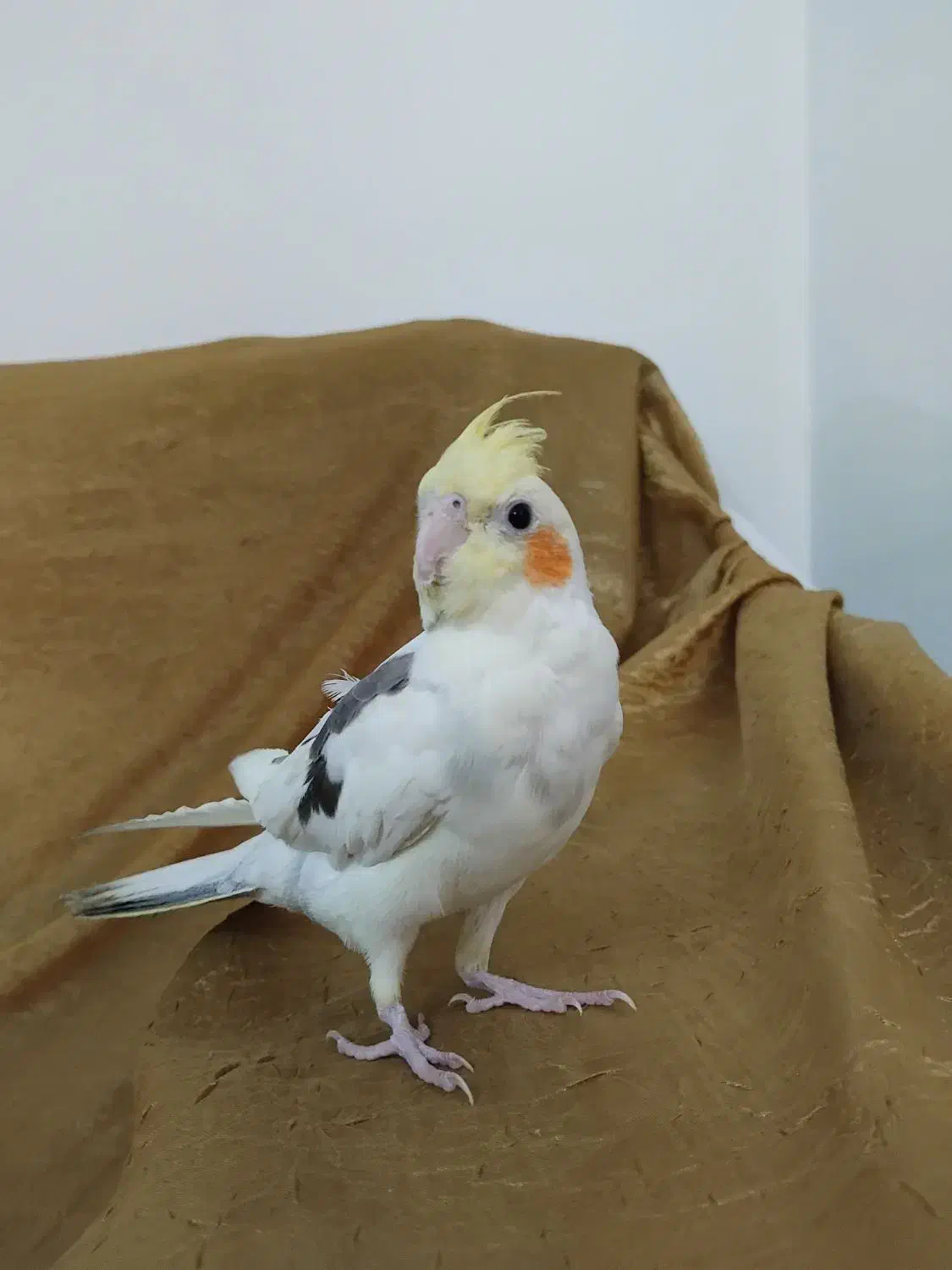 عروس هلندی اهلی اهلی|پرنده|چهارباغ, |دیوار