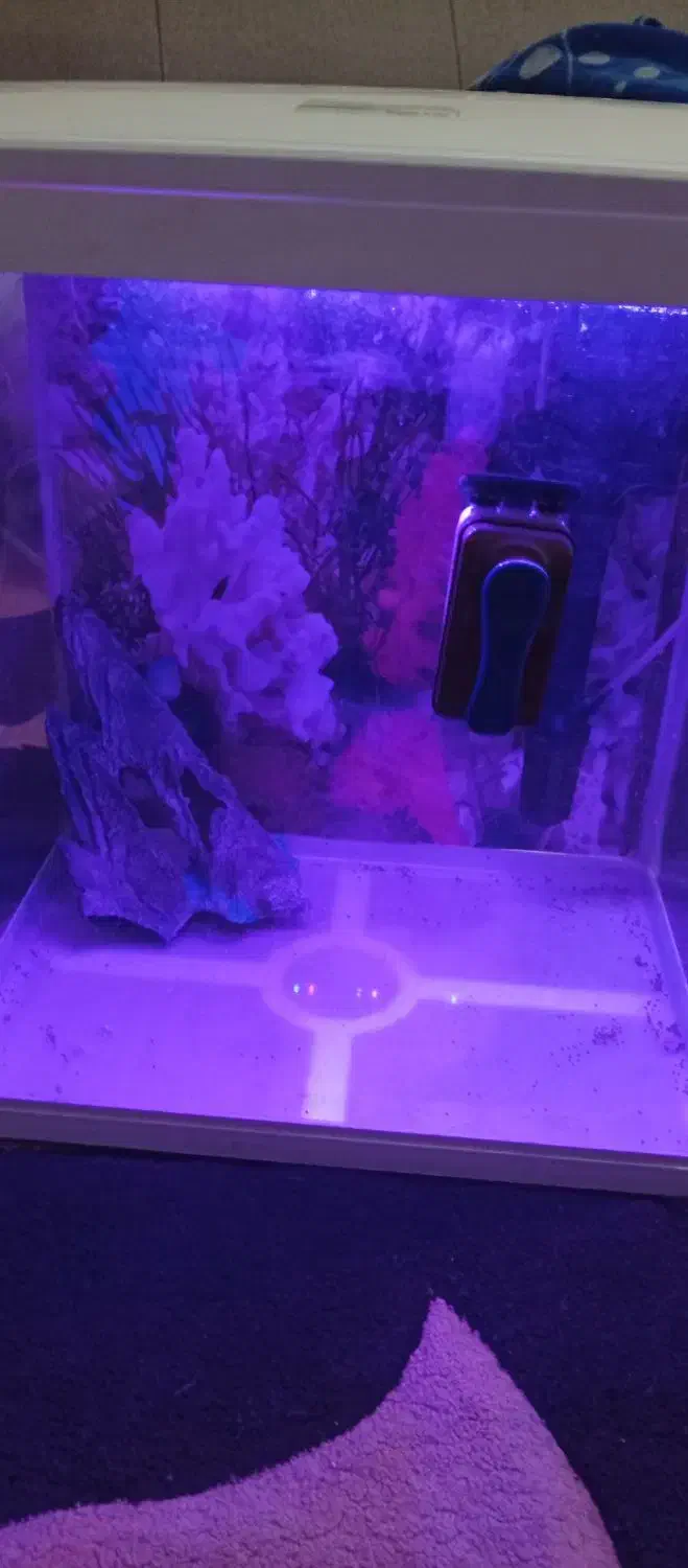 آکواریوم|ماهی|هندیجان, |دیوار