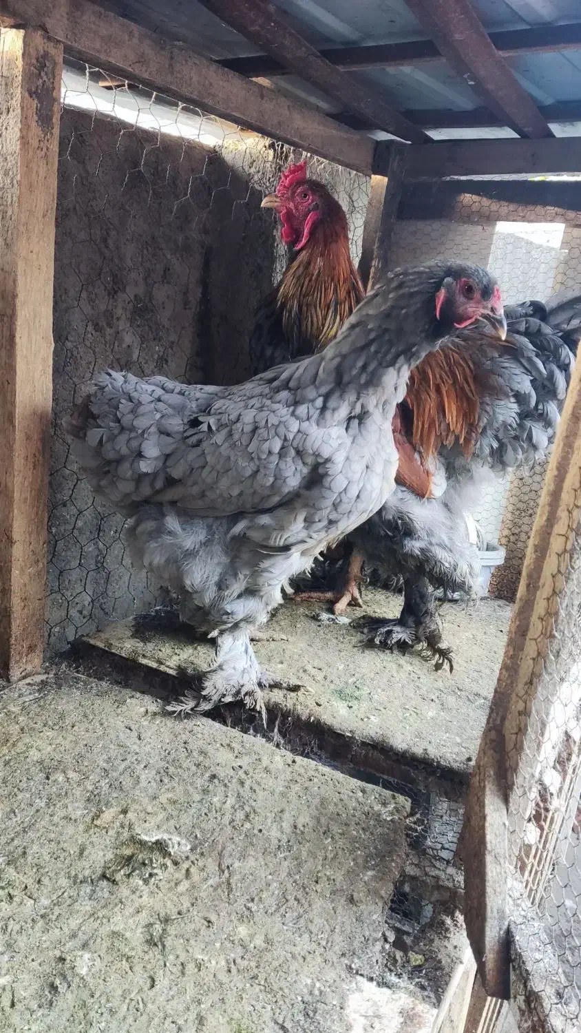 مرغ برهمایی مرغ محلی مرغ نیمچه|حیوانات مزرعه|رامیان, |دیوار