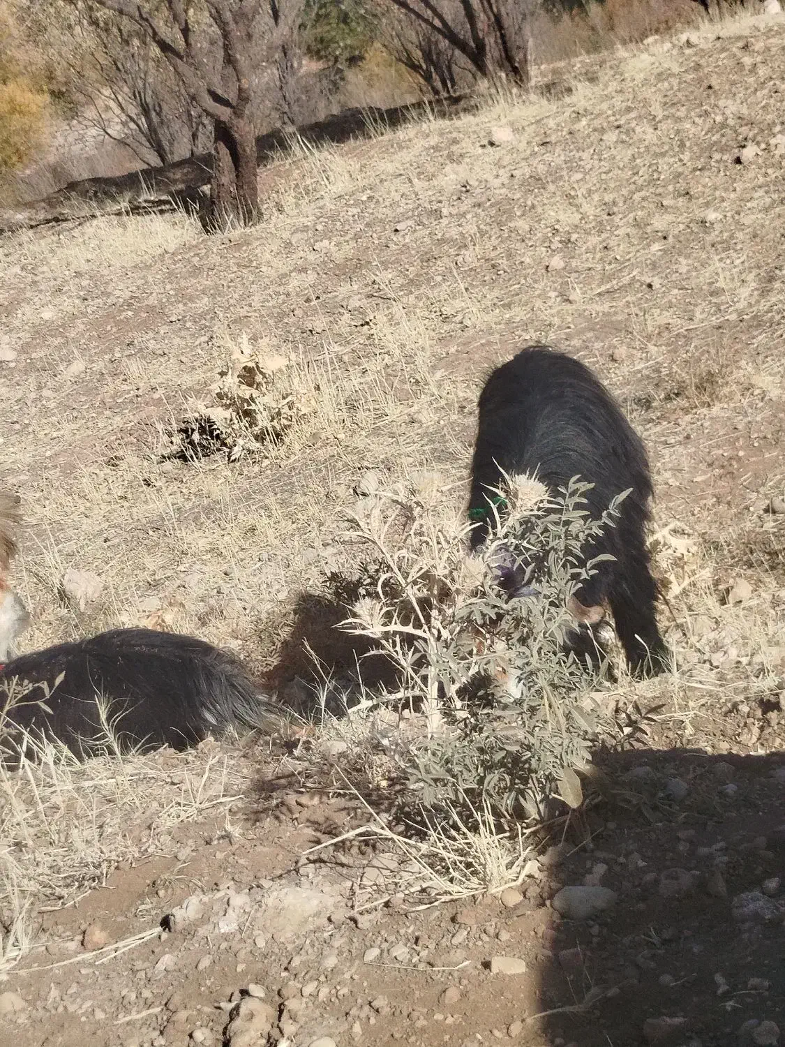 بز میش دوبر|حیوانات مزرعه|اردل, |دیوار