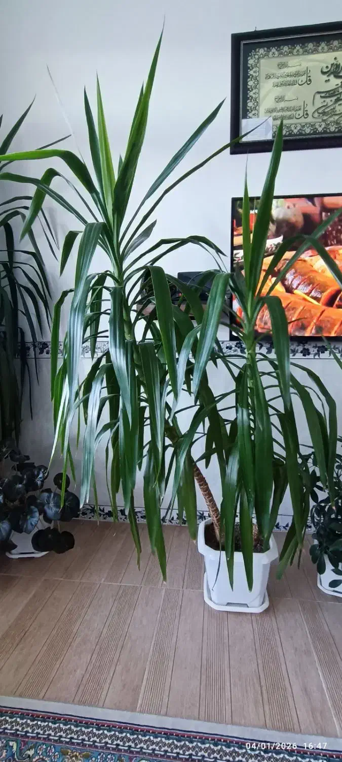 گل آپارتمانی طبیعی|گل و گیاه طبیعی|جوانرود, |دیوار