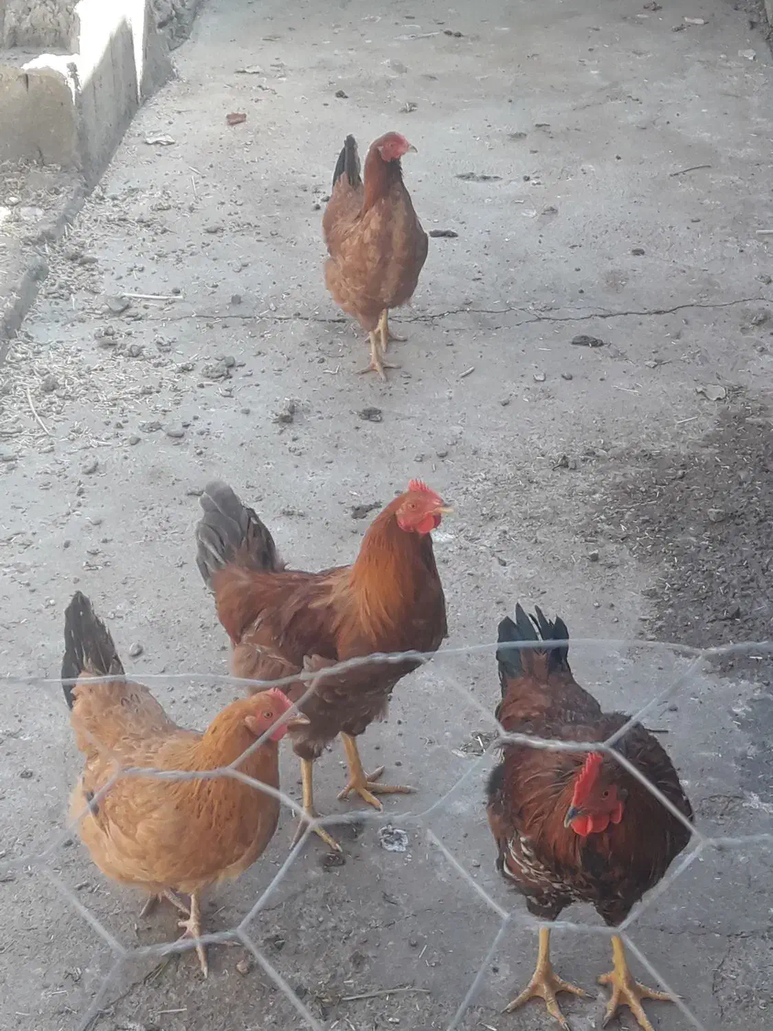 ۲تاخروس ۲تامرغ تازه به تخم امدن سالم هستن|حیوانات مزرعه|کشاورز, |دیوار