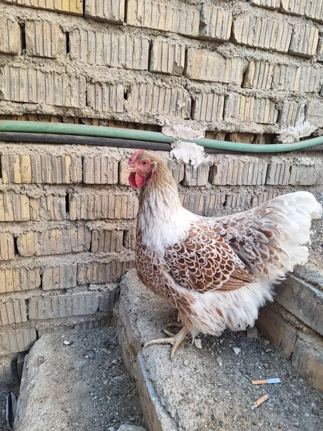 مرغ و خروس ویاندوت|حیوانات مزرعه|شیراز, رکنآباد|دیوار