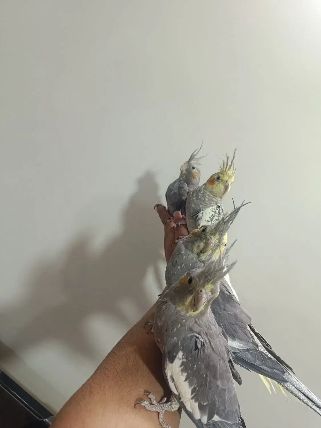 شیش عدد عروس هلندی مولد و جوجه|پرنده|ملایر, |دیوار