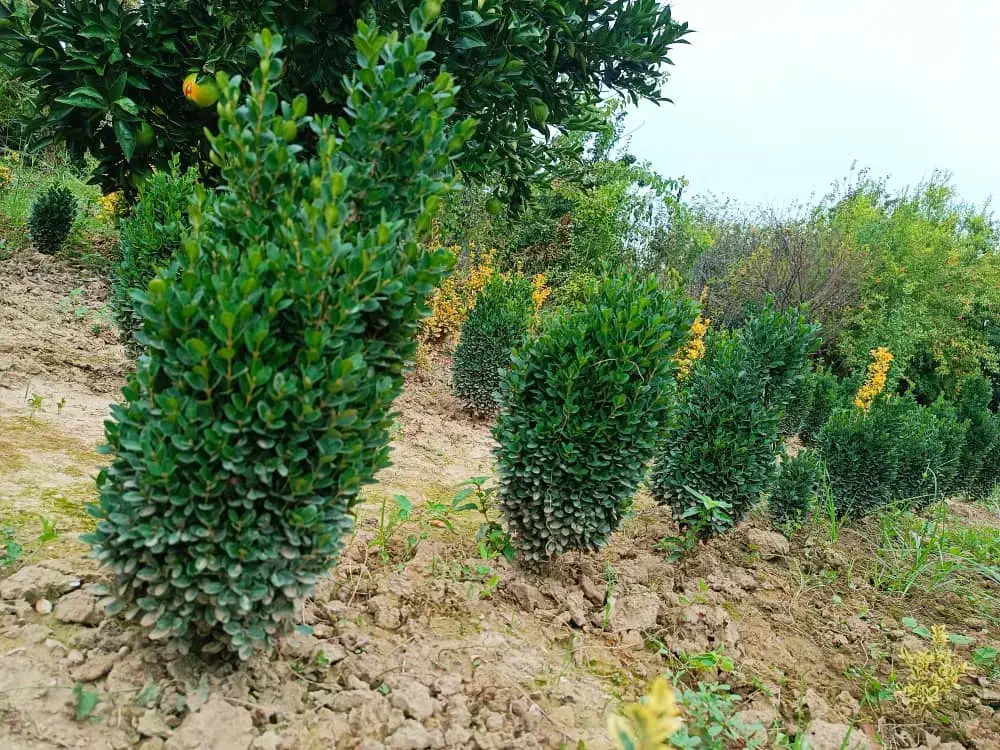 فروش عمده سیکاس و شمشاد توپی|عمدهفروشی|قائمشهر, |دیوار