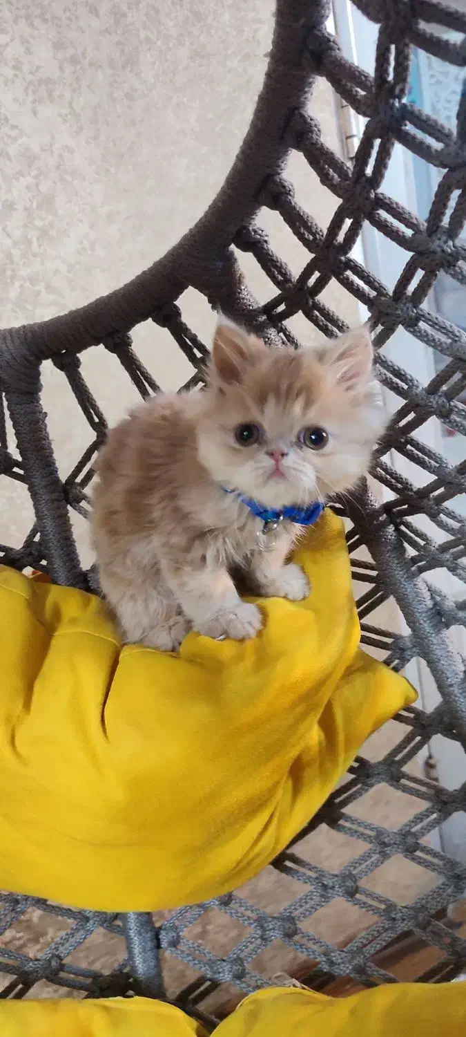 cat|گربه|تهران, فلسطین (میدان انقلاب)|دیوار