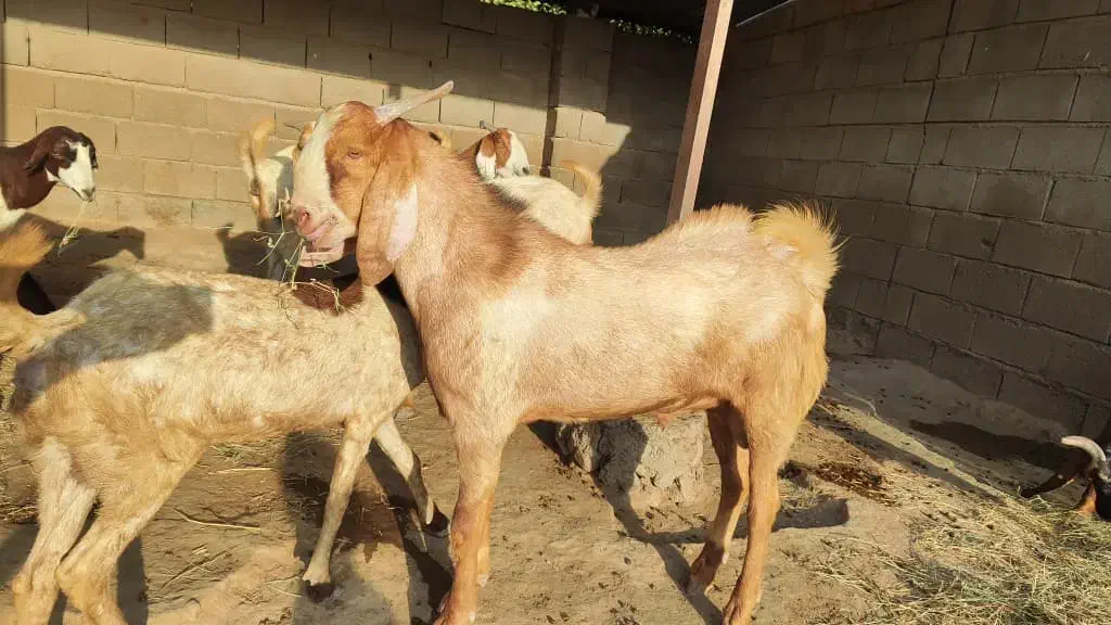 کهر نر چاق|حیوانات مزرعه|میناب, |دیوار