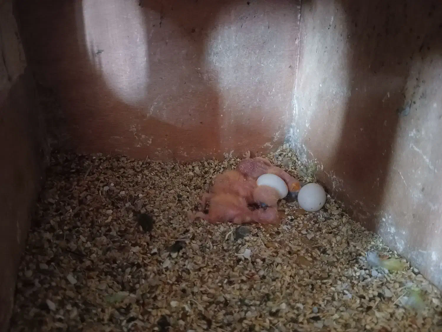 کوتوله|پرنده|یزد, |دیوار