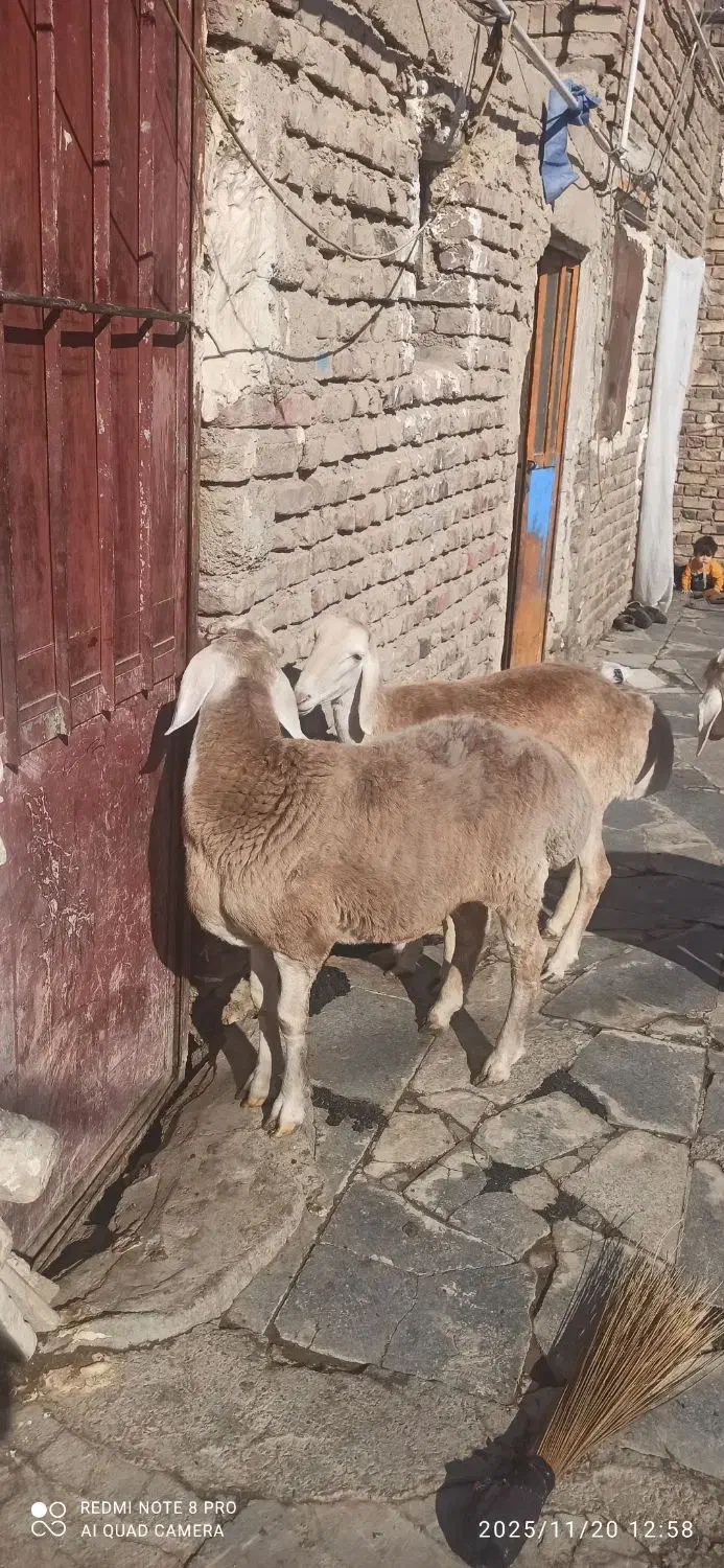 بره نر و ماده و قوچ چینی|حیوانات مزرعه|زاهدان, |دیوار