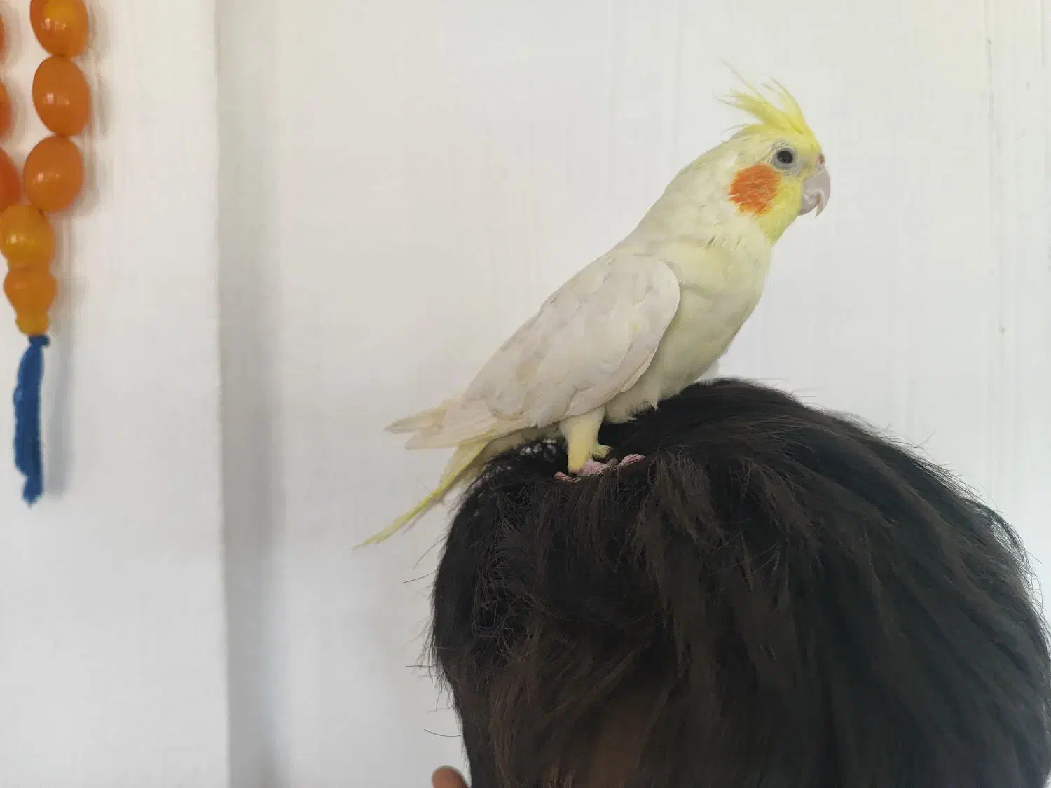 عروس هلندی رام رام|پرنده|بوکان, |دیوار