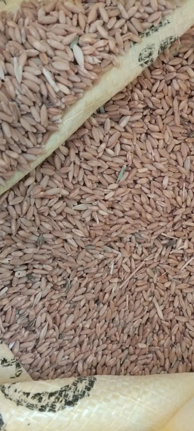 گندم فروشی|عمده‌فروشی|شیدا, |دیوار