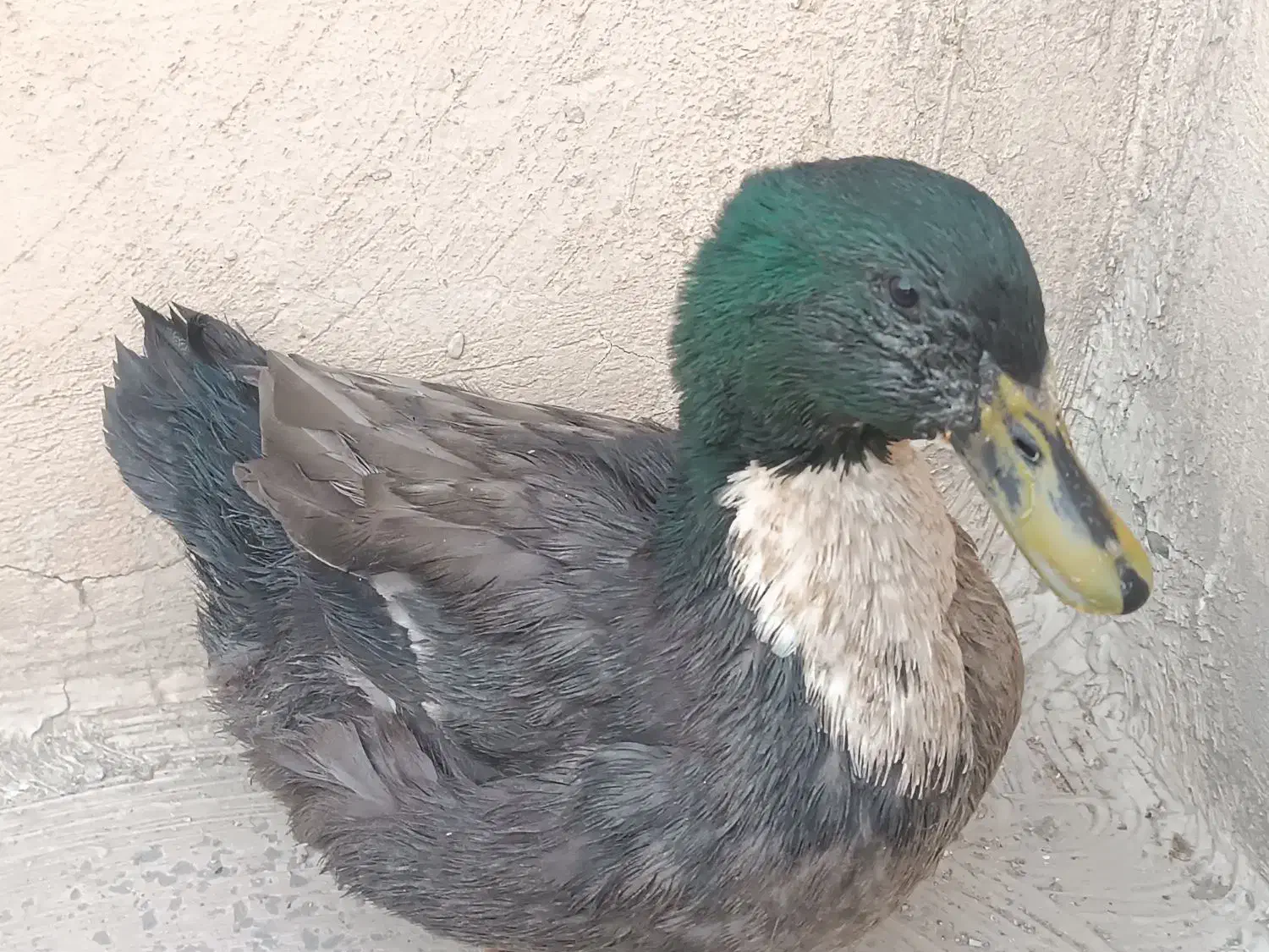 اردک  تزئینی و ارگانیک|حیوانات مزرعه|تهران, سجاد|دیوار