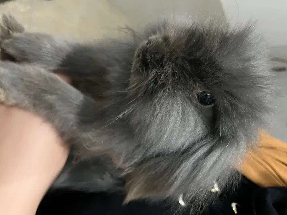 خرگوش لوپ اصل|موش و خرگوش|مهاباد (آذربایجان غربی), |دیوار