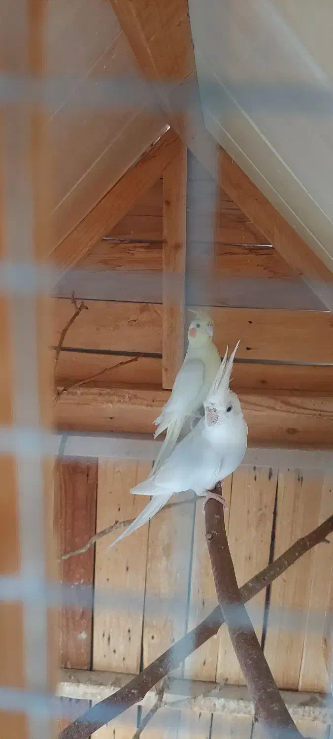 فروش عروس هلندی|پرنده|لامرد, |دیوار