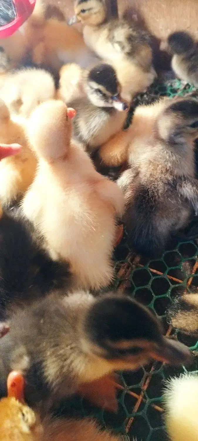 جوجه اردک محلی|حیوانات مزرعه|آستارا, |دیوار