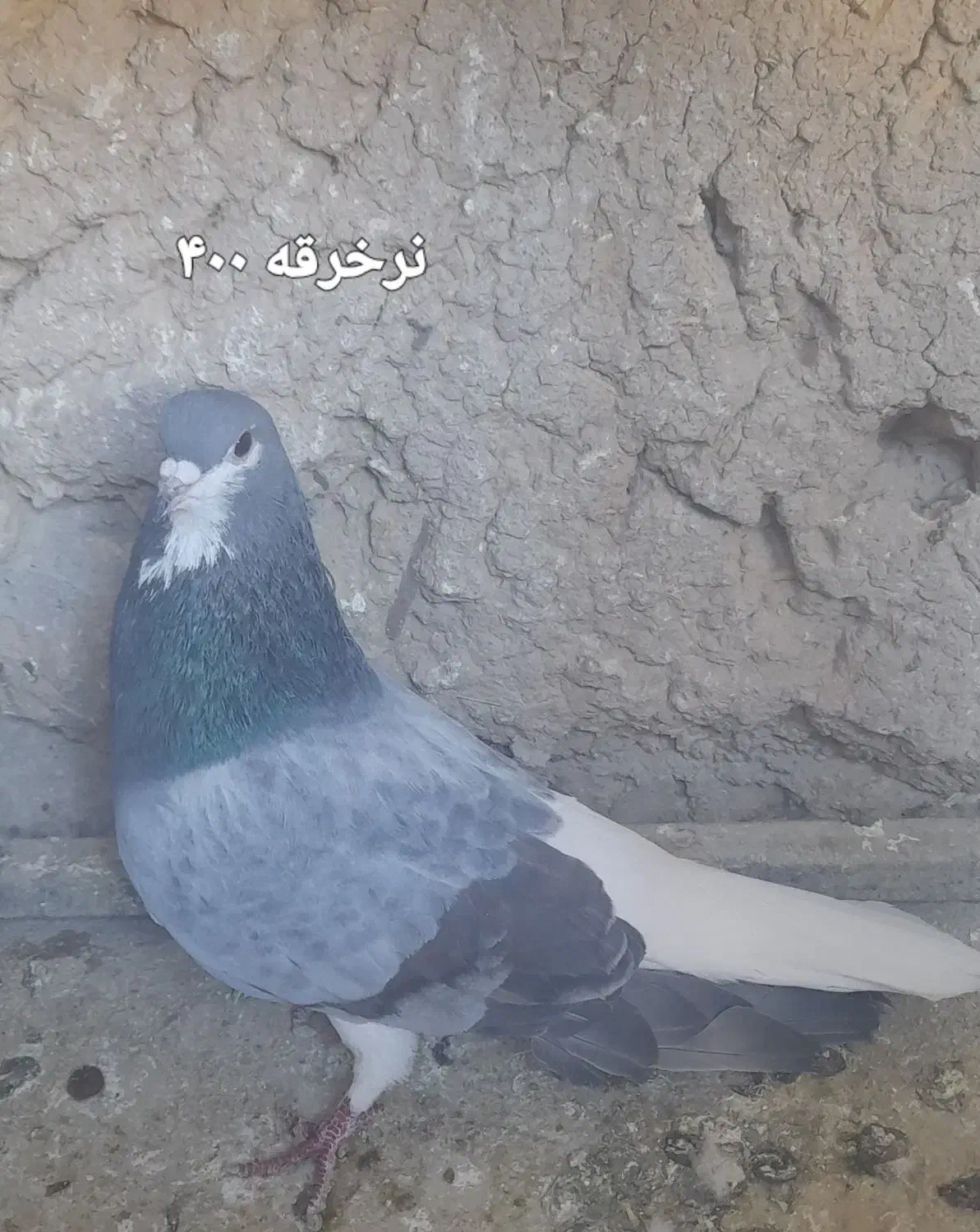 کبوتر دمگیر|پرنده|اصفهان, آفاران|دیوار