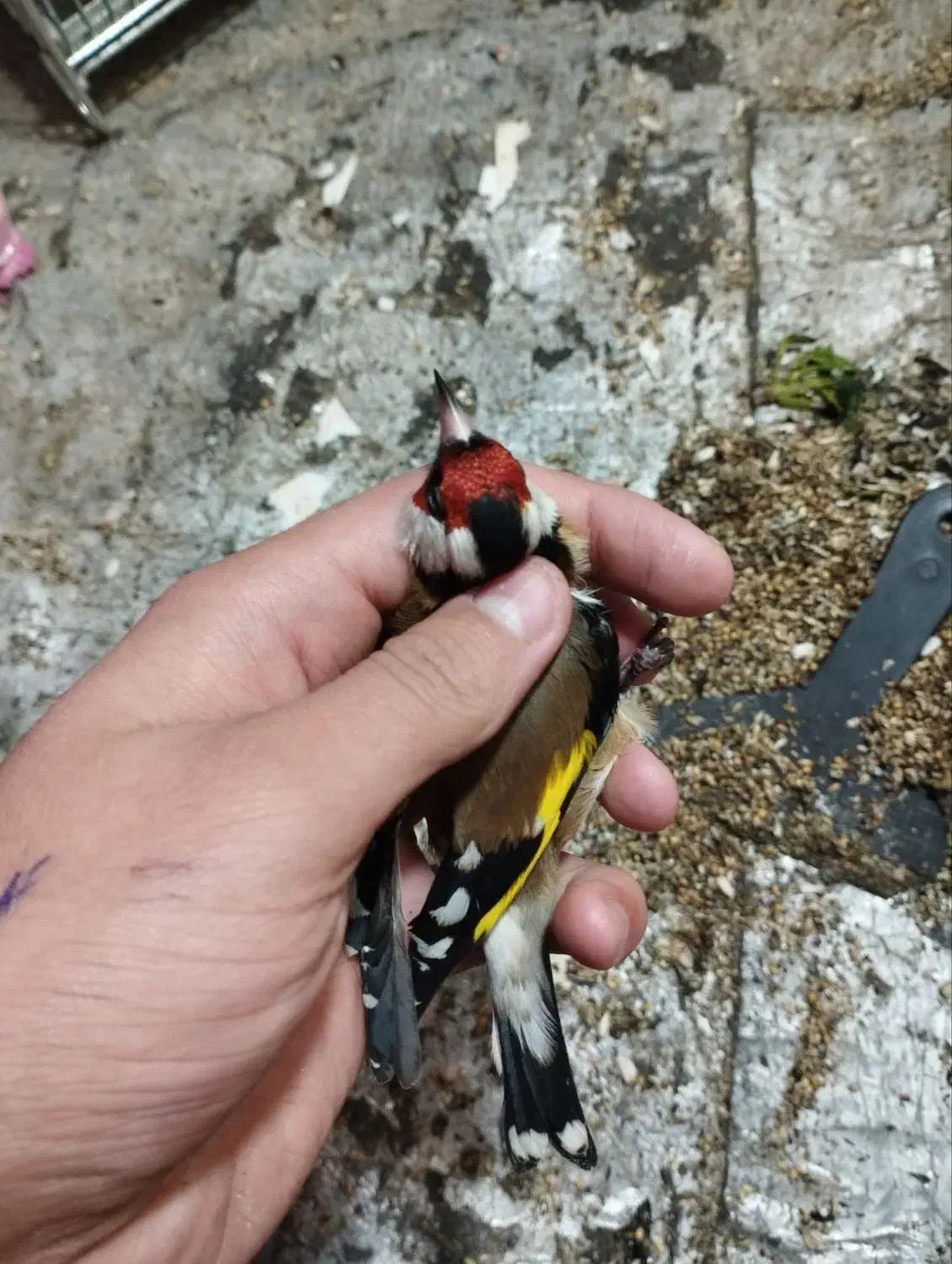 سهره نر روسی محاجر|پرنده|تبریز, |دیوار