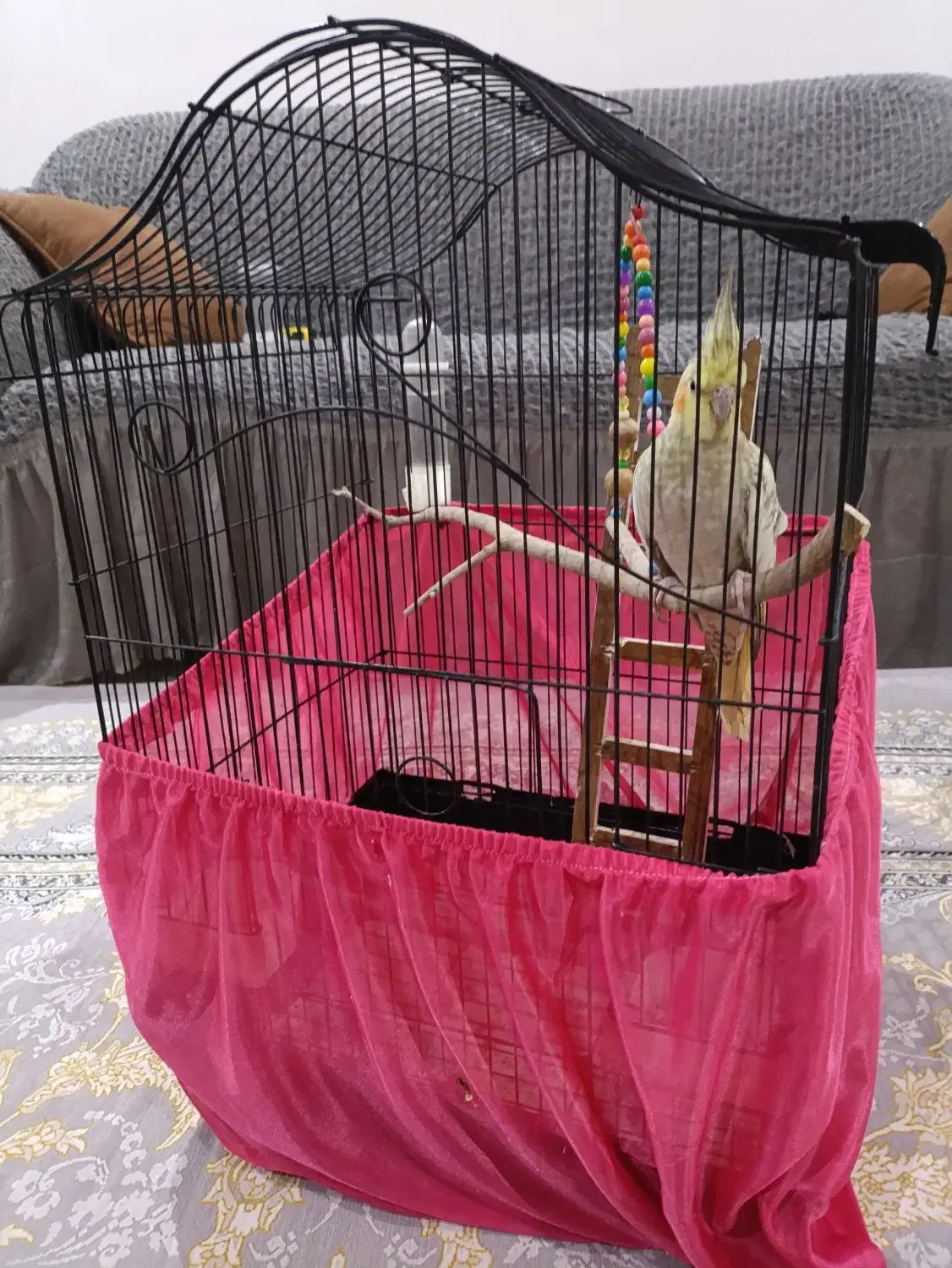 عروس هلندی ماده|پرنده|تهران, تولید دارو|دیوار