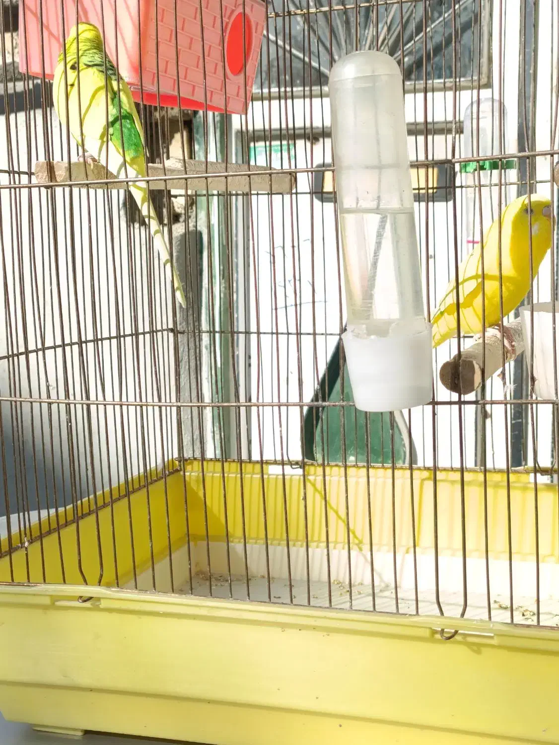 مرغ عشق|پرنده|سنندج, |دیوار