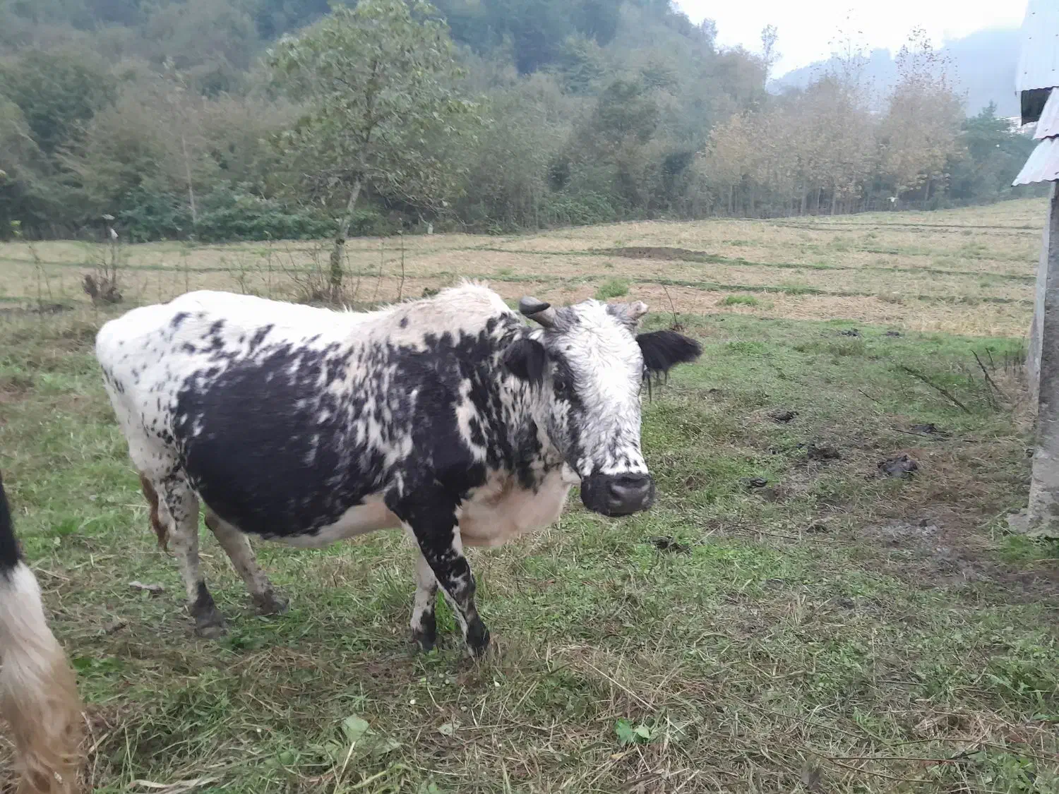 فروش گاو|حیوانات مزرعه|تالش, جوکندان|دیوار