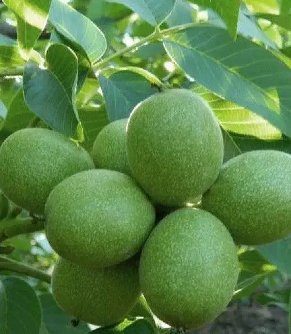 نهال گردو|گل و گیاه طبیعی|اصفهان, شاهزاده ابراهیم|دیوار