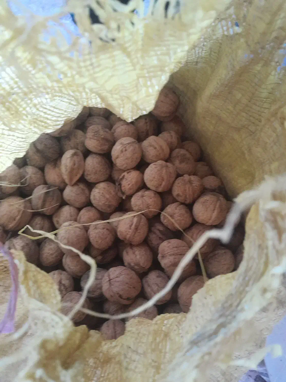 گردو|حراج|فیروزآباد (لرستان), |دیوار