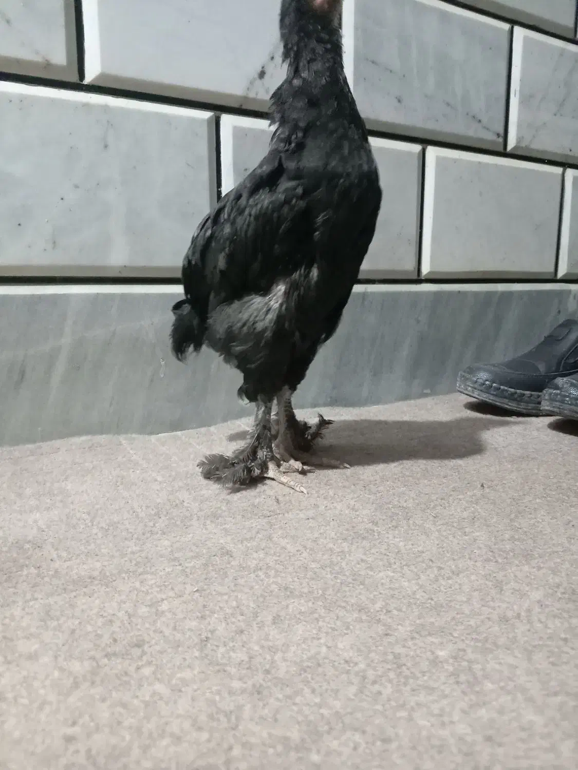 جوجه برهما بلک و خروس محلی|حیوانات مزرعه|خان ببین, |دیوار