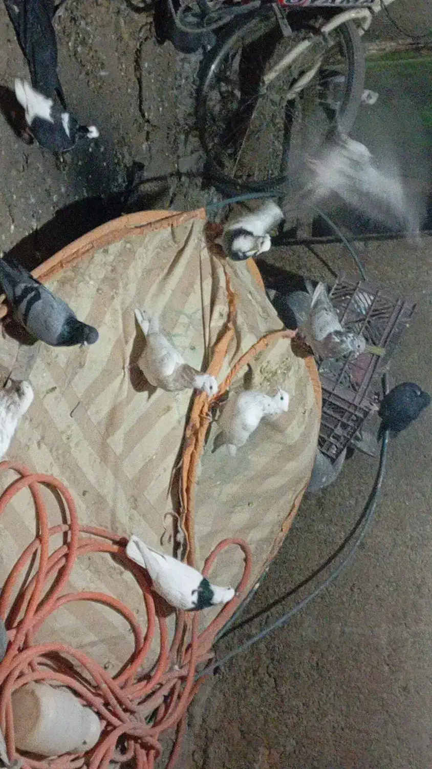 کبوتر طوقی|پرنده|کلاترزان, |دیوار