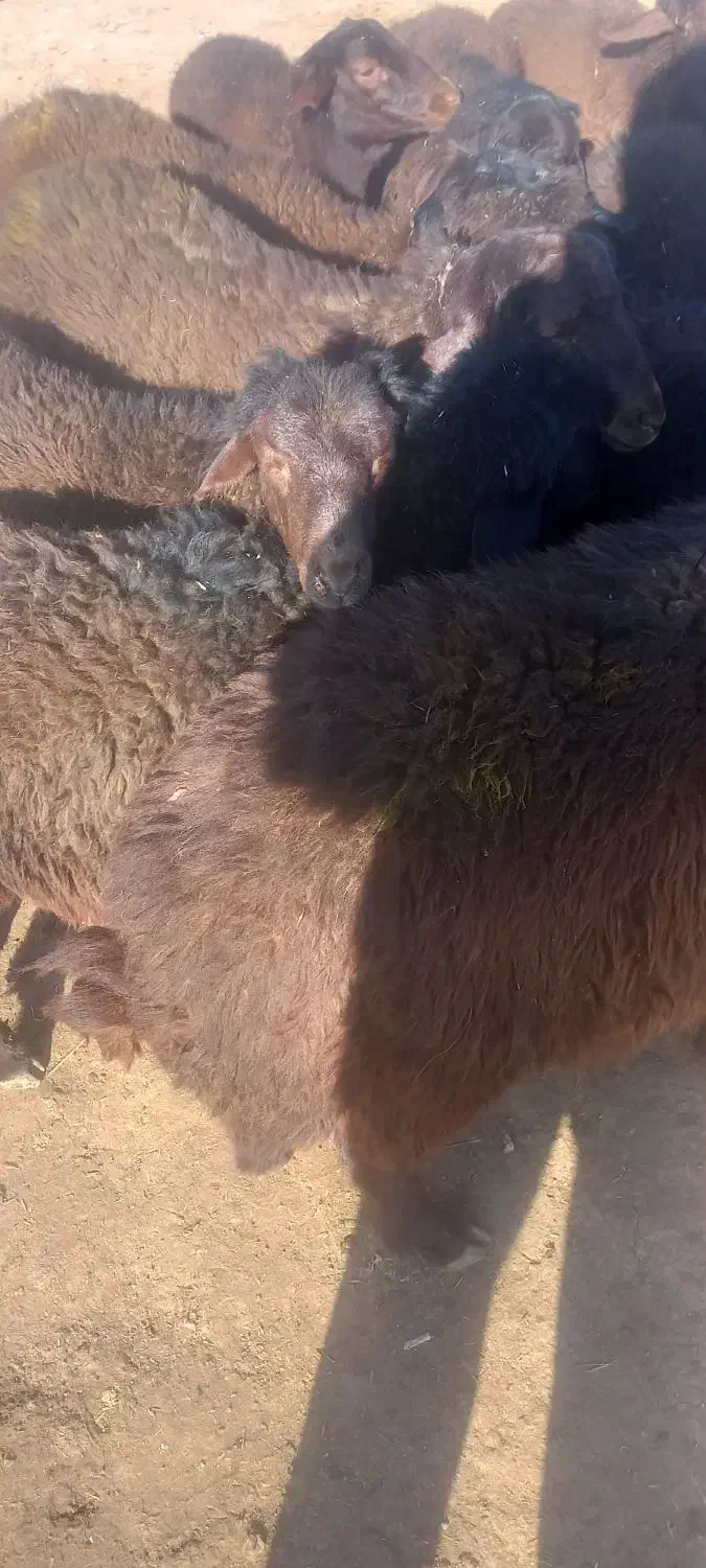 بره  نر  پایه پروار|حیوانات مزرعه|کوهدشت, |دیوار