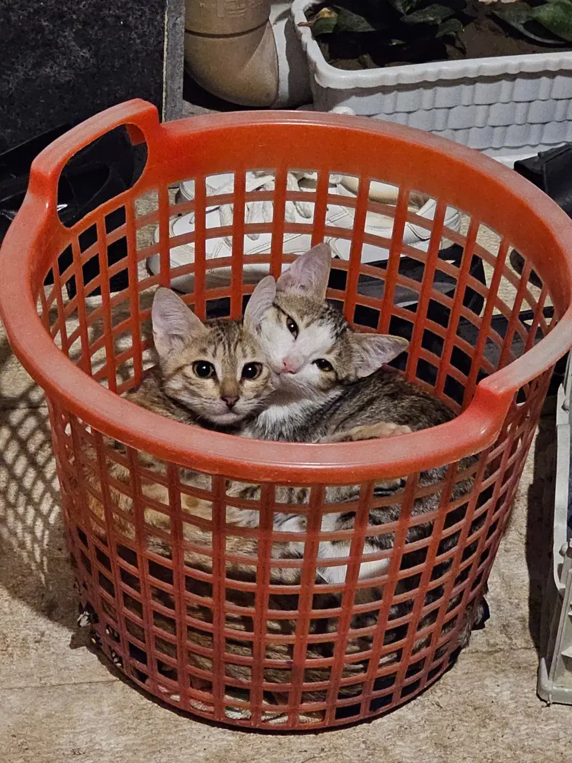 واگذاری دو گربه‌ی DSH|گربه|ارومیه, |دیوار