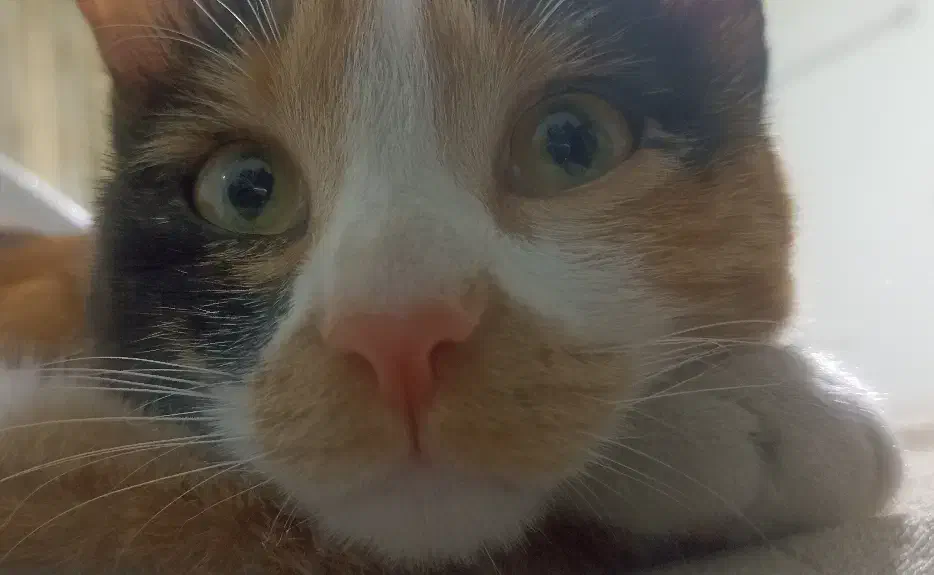 واگذاری فوری|گربه|اصفهان, آهنگران|دیوار