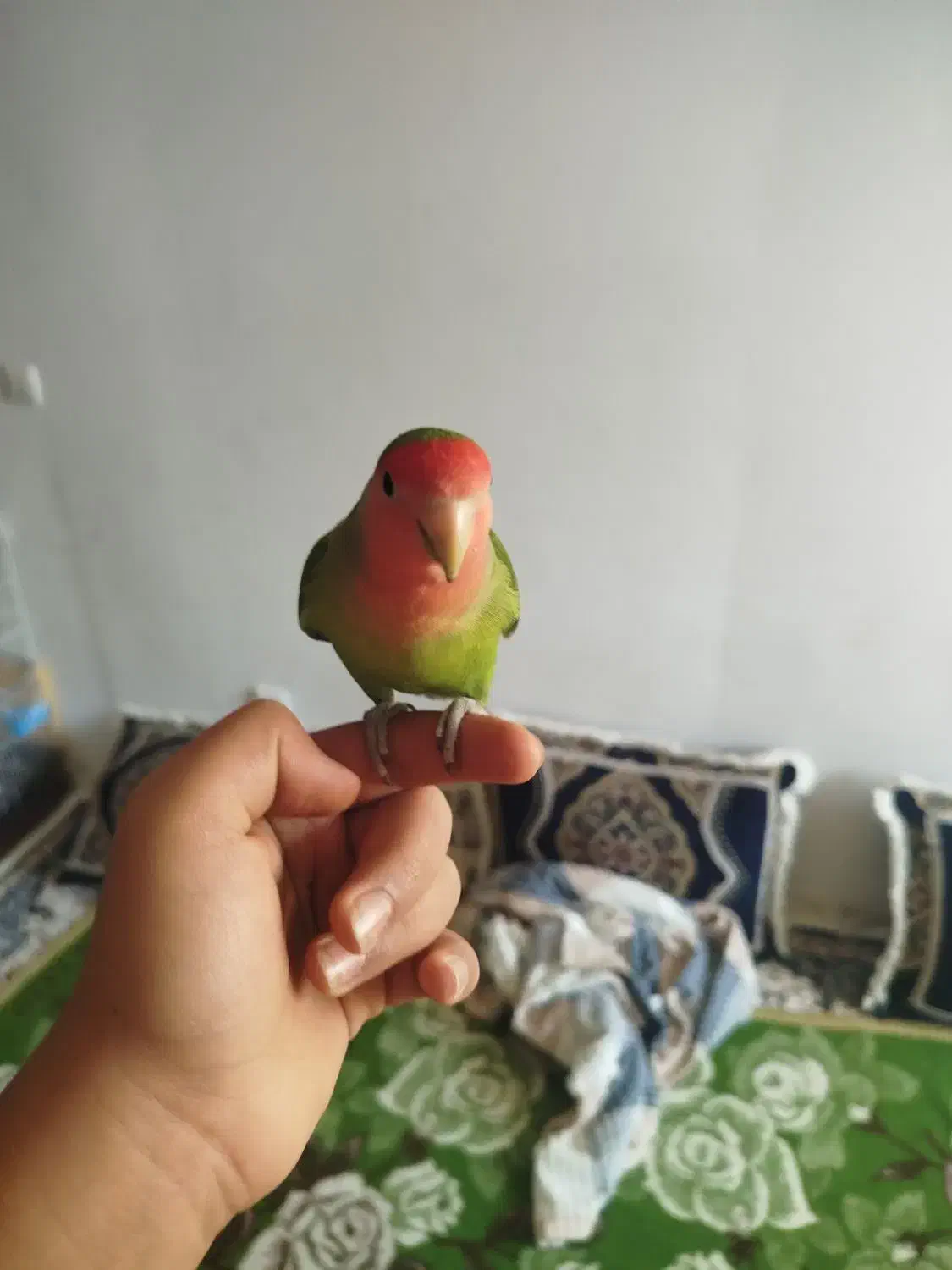 کوتوله برزیلی دستی|پرنده|شیراز, شهرک گلستان|دیوار