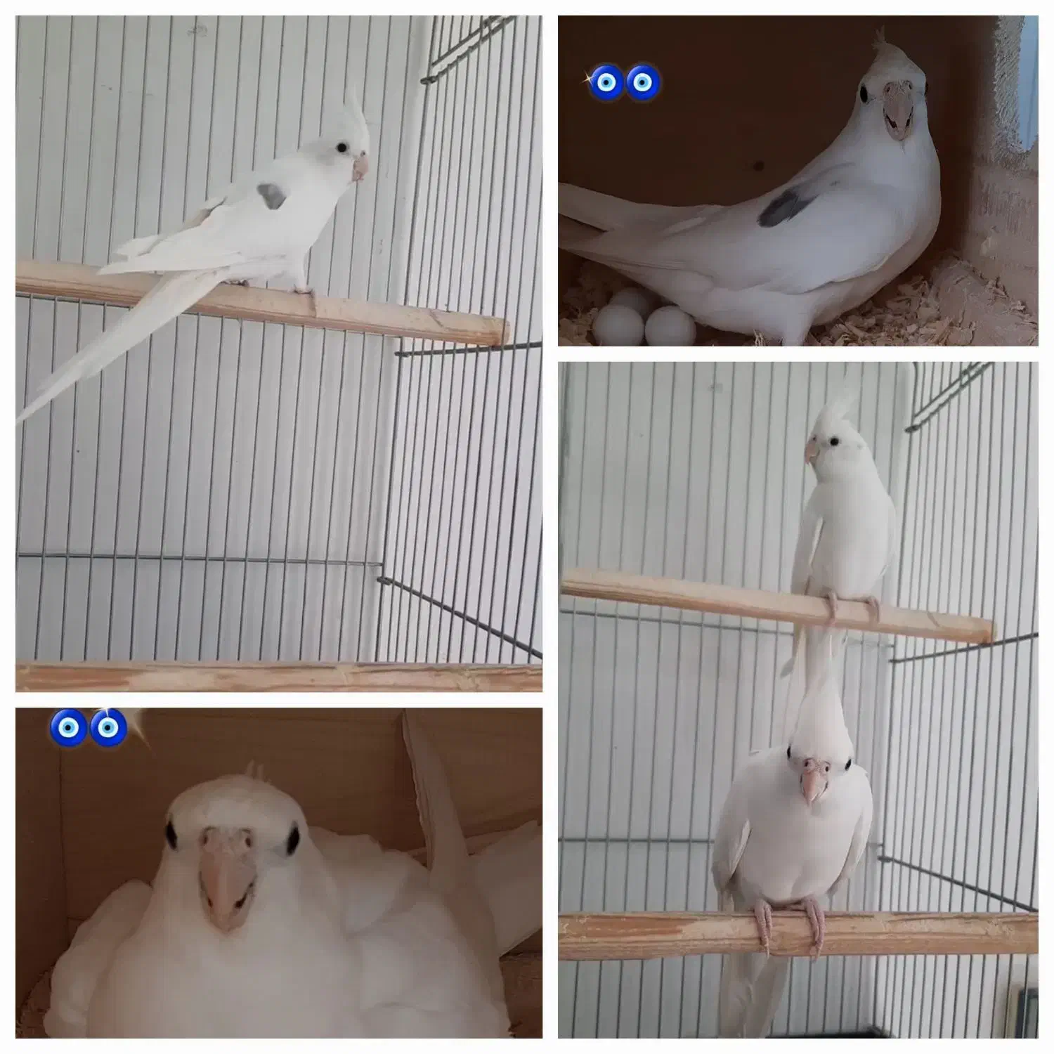 گرینچیک و عروس هلندی|پرنده|ماکو, |دیوار