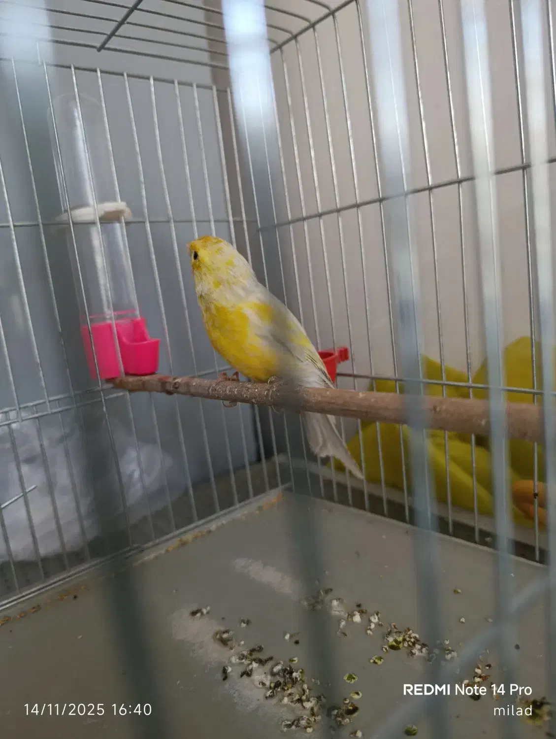 قناری نر|پرنده|کبودرآهنگ, |دیوار